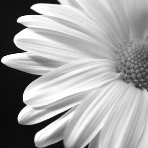 Meet your Posher, Bonnie